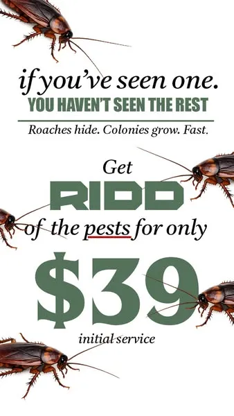 RIDD Pest Solutions Meta ad creative